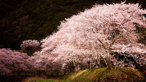 Sakura Spotlight Bing Wallpaper Download