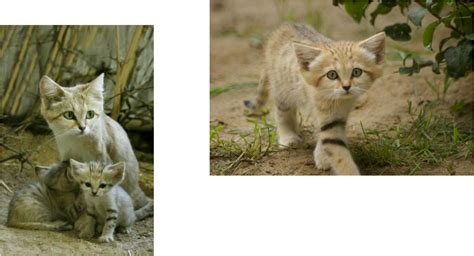 Those that could be considered feral, meaning they were born outdoors and that's the only life they. How would some small wild cat adapt in their environment ...