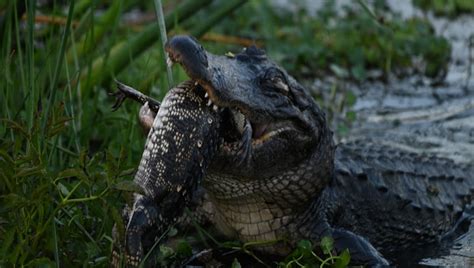Video Shows An Alligator Seemingly Eating Another Alligator At Orlando