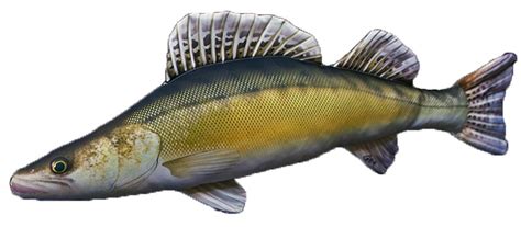 See more of gaby fish pillows greece ,cyprus on facebook. Gaby Zander Fish Pillow - Glasgow Angling Centre