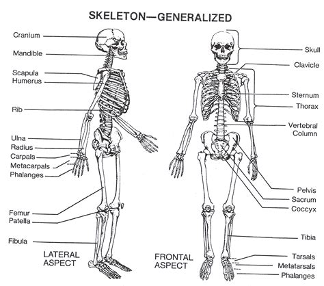 Skeletal System Anatomy And Physiology Final Project
