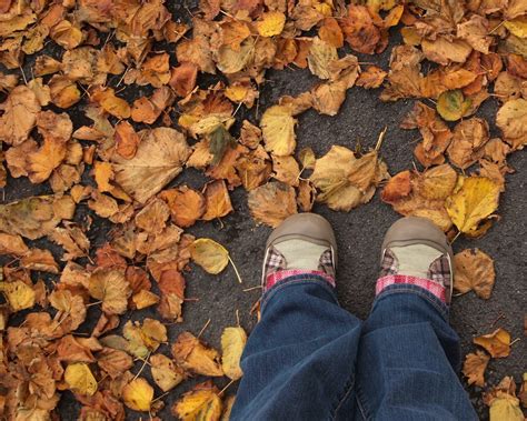 Fall Leaves Cindy Maddera Flickr