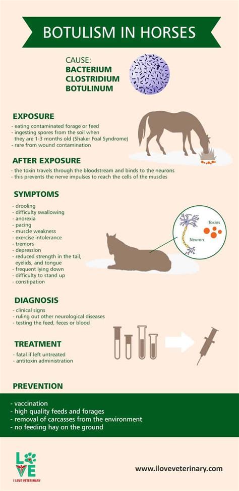 An infectious bacterial species clostridium botulinum release this toxin. Botulism in Horses - I Love Veterinary