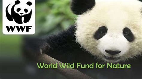 Please see our history page join us as an investor in wild nature! World wild fund for nature - online presentation
