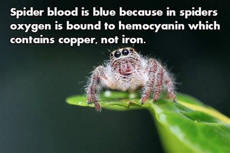 Spider Facts Are Both Creepy And Fascinating Wow Gallery Ebaums World
