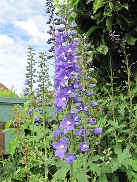 Delphinium plants are striking in the back of the border, in cottage gardens, or as accent plants. Joanne's Cottage Garden: DELPHINIUMS - DREAMING SPIRES