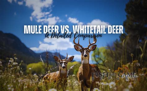Mule Deer Vs Whitetail Deer A Detailed Comparison Fish And Game Report