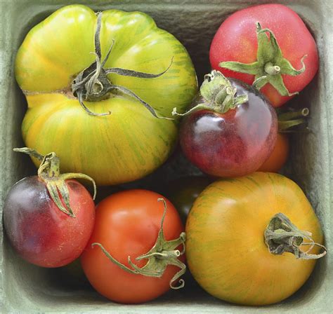 Tomato Types Continental Au