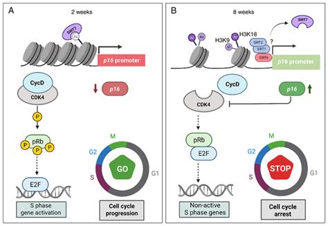 Proposed Model Of Cdkn2ap16 Gene Epigenetic Regulation In Cellular