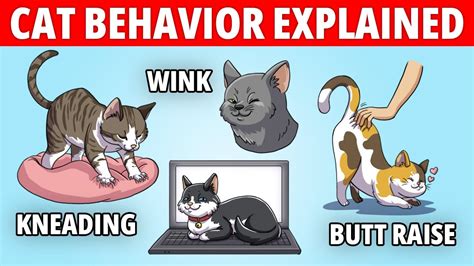 Cat Behavior Explained Strange Cat Behavior And The Meaning Behind It Youtube