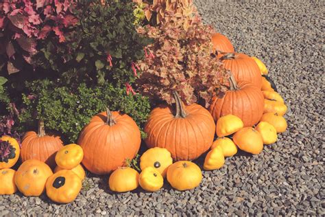 Fall Harvest Display Free Stock Photo Public Domain Pictures