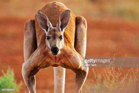 Kangaroo Muscle Photos Et Images De Collection Getty Images
