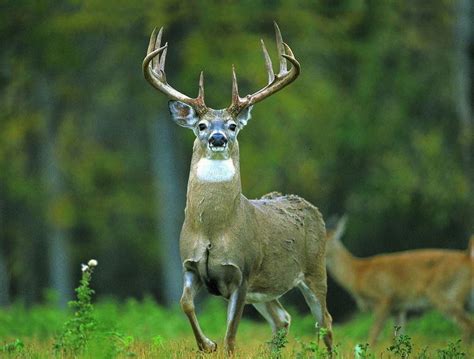 Ohio Deer Hunting Success Slumps Around Buckeye State This Season