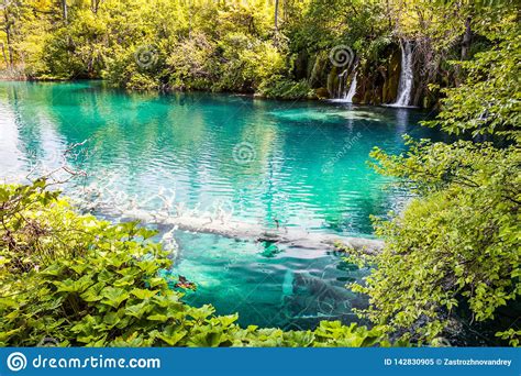 Flooded Tree In The Turquoise Water Of The Forest Lake A Waterfall In