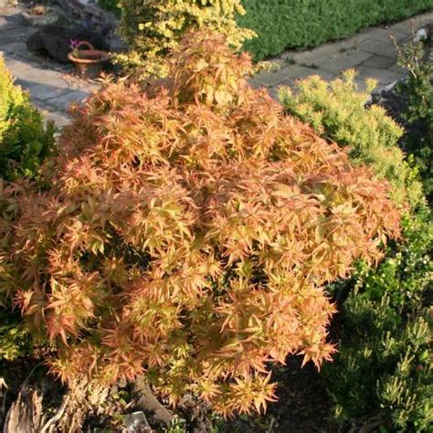 Acer palmatum 'ryuzu' japanese maple for sale at best price. Acer palmatum 'Ryuzu' - Herman Geers