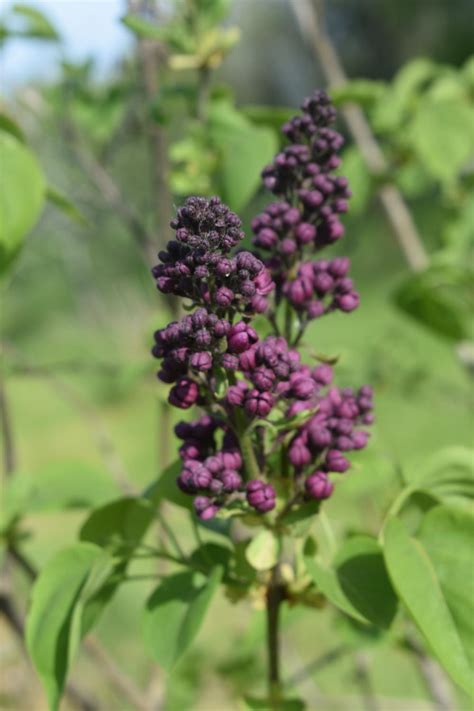 The top 10 gnu/linux distros for privacy & security. Lilacs: Plant Care and Collection of Varieties - Garden.org