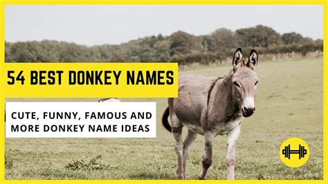 54 Best Donkey Names Complete Donkey Name Ideas For Your Pet Donkey