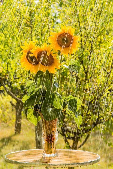 Summer Rain And Sunflowers Stock Image Image Of Plant 56772577
