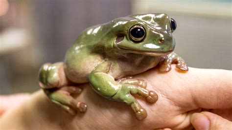 Beginners Guide To Keeping Frogs As Pets Frogpets