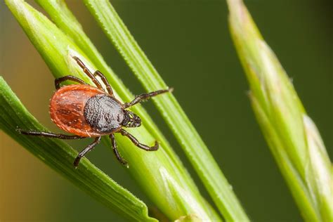 Prevent Tick Bites 13 Things Ticks Wont Tell You Readers Digest