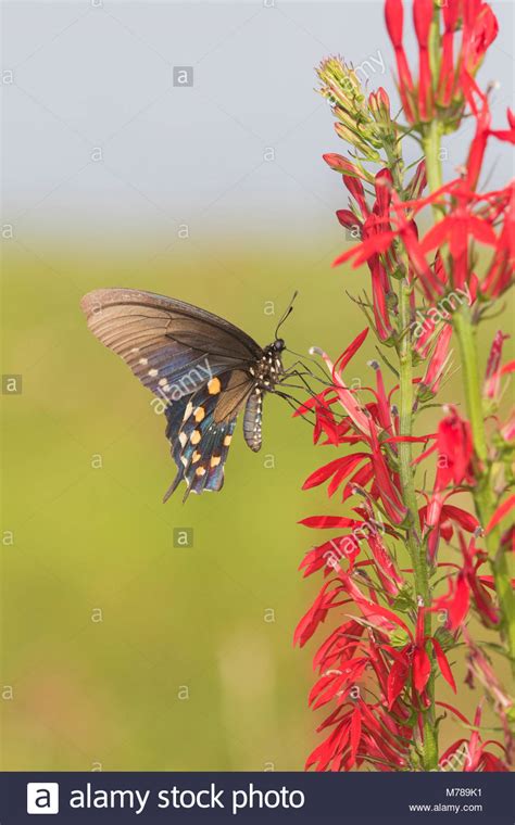 Pipevine Swallowtail Battus Philenor On Cardinal Flower