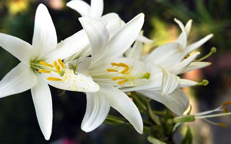 Beautiful Lily Flower Wallpaper 01739