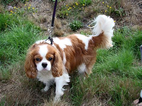 He will happily go on walks with his owner and also performs well in a number of. How Much Does a Cavalier King Charles Puppy Cost ...
