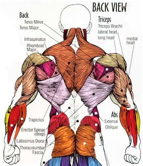 Upper Back Muscles Anatomy Cea1 Com Human Body Anatomy Body Muscle