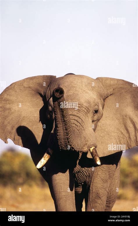 Afrikanischer Elefant African Elephant Loxodonta Africana Chobe