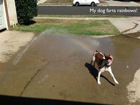 Funny Dog Farts Dog Farts Friday Funny Pictures Funny Dog Pictures