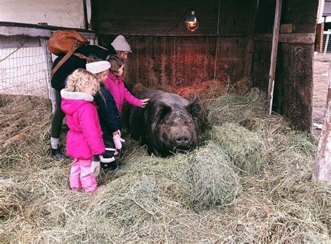 1130 springfield rd, kelowna, bc v1y 8h5. Kelowna animal sanctuary sells property; plans to move out ...