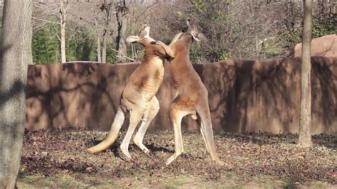 Kangaroo Boxing With Live Running Commentary Who Is The Winner