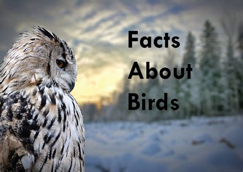 Facts About Birds Slideshow Studyladder Interactive Learning Games