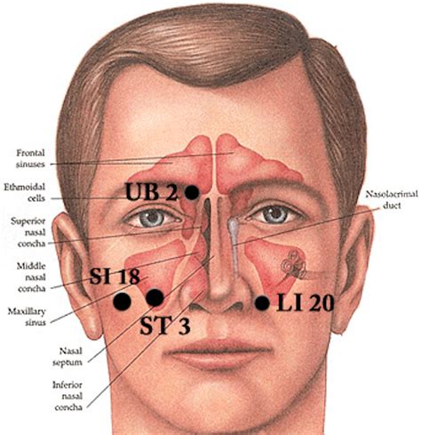 7 Sinus Pressure Points For Instant Relief Faculty Of Medicine