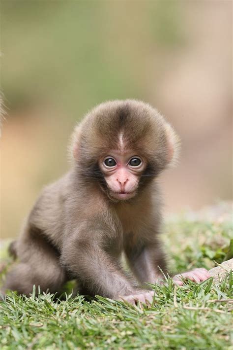 Pin By Asif Athwal17🇵🇰🇲🇾 On Monkeyz In 2020 Baby Jungle Animals Cute