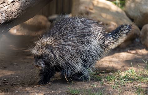 North American Porcupine Zoochat