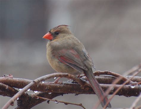 Birding In Northern Va Freezing Rain World Bird Wednesday