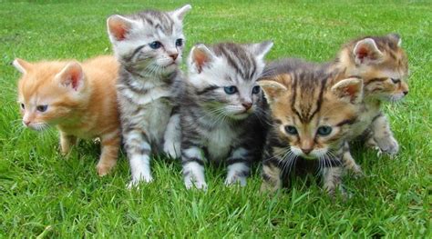 How To Determine The Gender Of A Kitten 3 Easy Methods Hepper