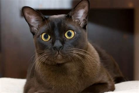 Everything You Need To Know About The Black Burmese Cat Animalfate