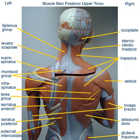 Muscles Of The Torso Model Anterior And Posterior Vie