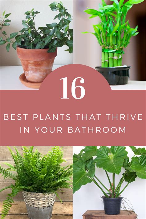 16 Best Plants That Thrive In Your Bathroom Cool Plants House Plant
