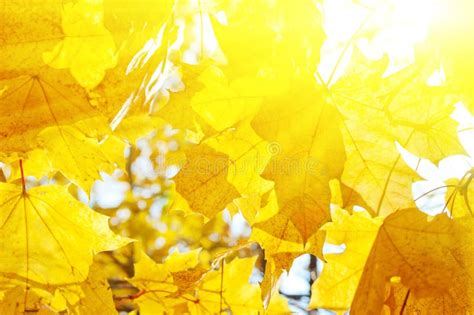 Autumn Yellow Leaves Background Stock Image Image Of Foliage Forest