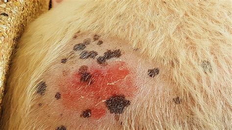 The height is greater than the diameter, and the size and shape of the growth can very considerably. Unknown Most Dangerous Dog Skin Problems And Solutions ...