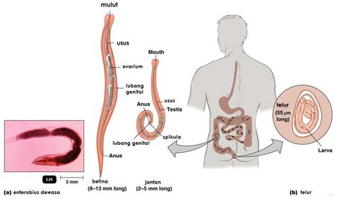 BELAJAR TERUS BIOLOGI: NEMATHELMINTHES