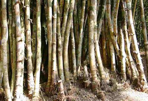 10 Types Of Bamboo In India Bamboo Varieties In India India Gardening