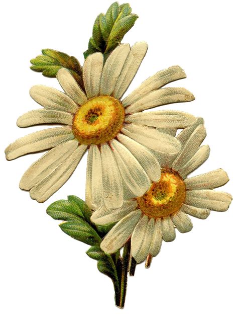15 Daisy Images Lovely Daisy Image Daisy Art Flower Illustration