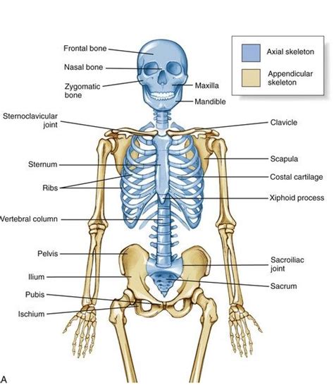 Pin By Samreenmakh On Anatomy Axial Skeleton Osteology Skeleton Anatomy
