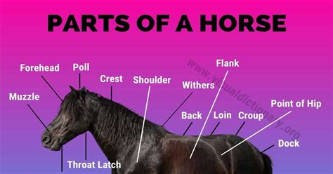 Horse Anatomy Helpful List Of 30 External Parts Of A Horse Visual