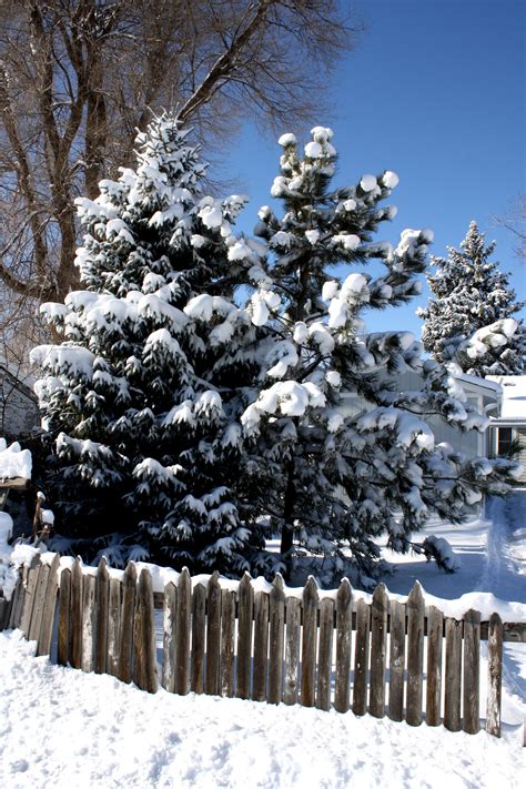Snowy Pine Trees With Fence Picture Free Photograph Photos Public
