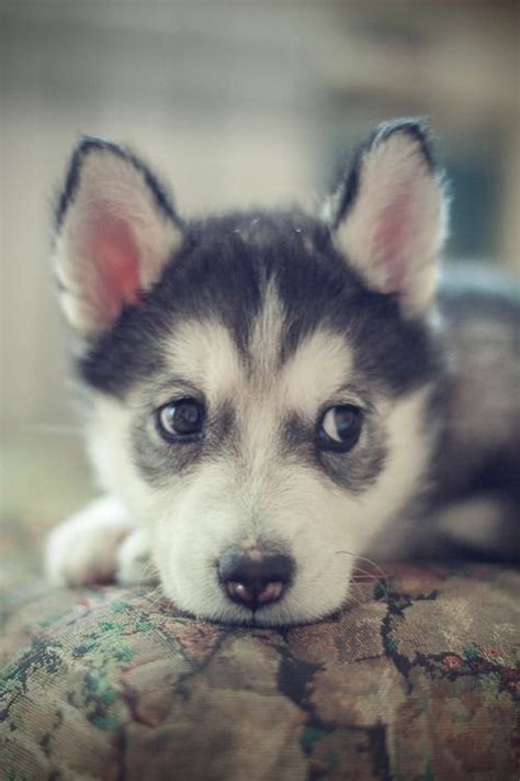 Everything You Want To Know About Siberian Huskies Cute Animals